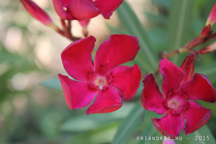 Red flower on blured background