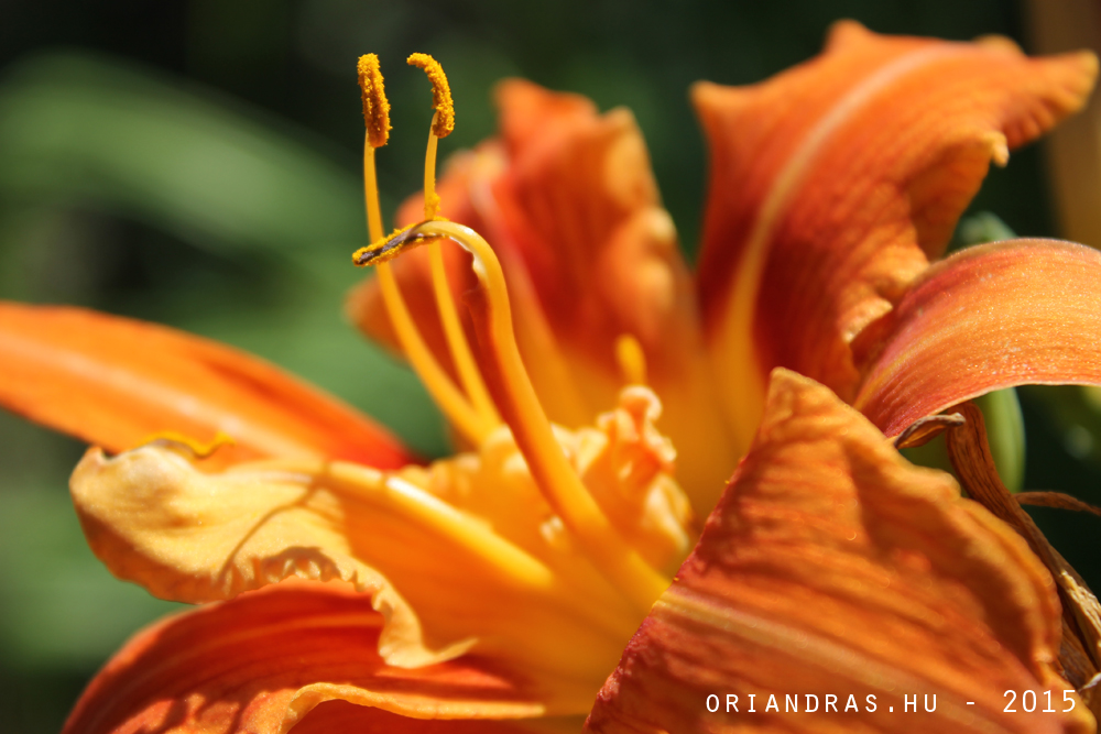 Orangeflower, and petals. Photoshot taken at Bélatelep, Hungary July of 2015.