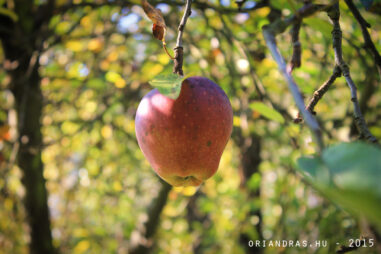 An apple on a tree, autumn picture from Dunaföldvár, Hungary.