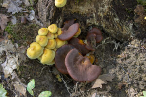 Izgalmas gombákkal találkoztunk az erdőben
