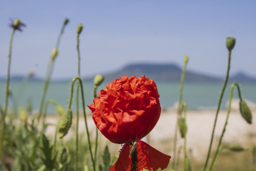 Balaton csendje pipaccsal