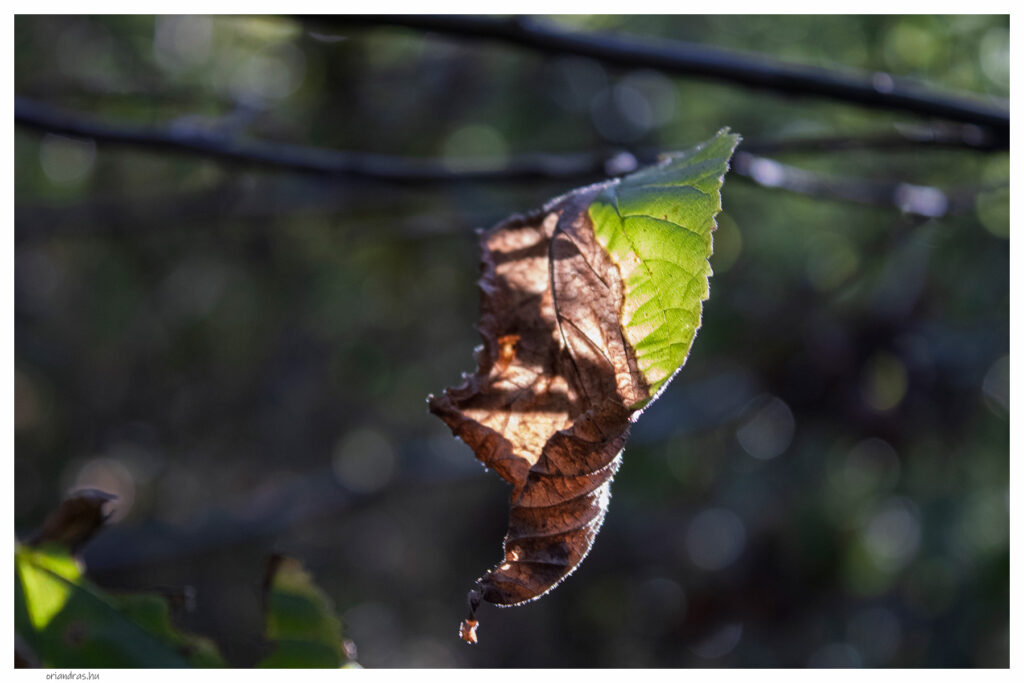 Őszi levél