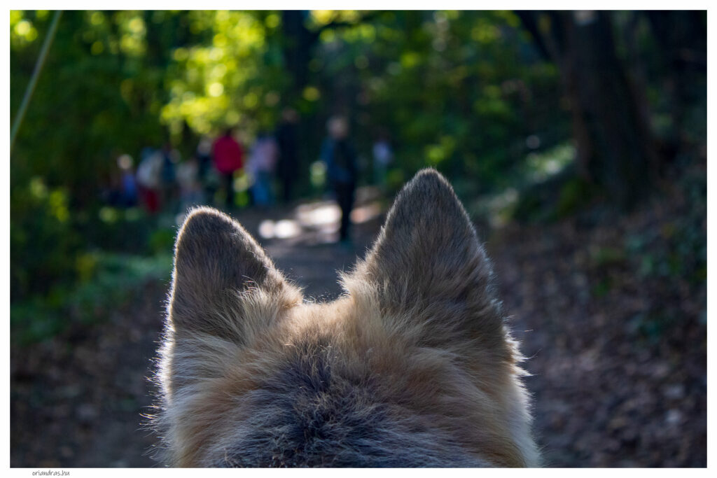 Kirándulás a Hárshegyre