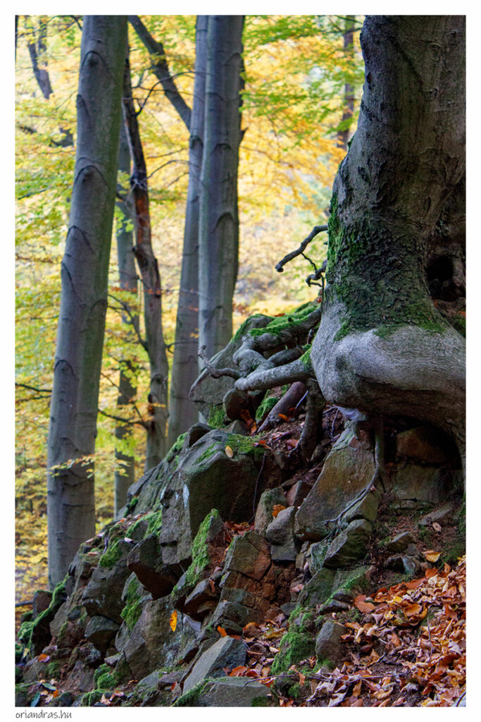 Spartacus ösvény #1